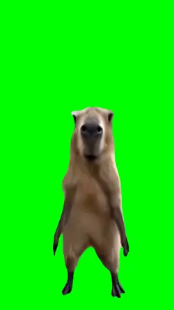 Capybara dancing