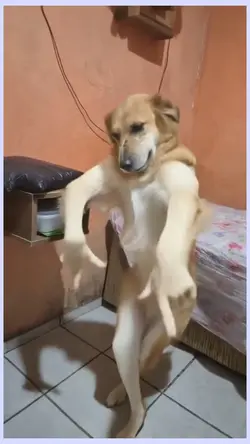 passinho do jamal