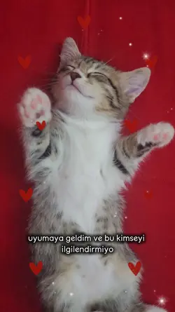 kedi cat video