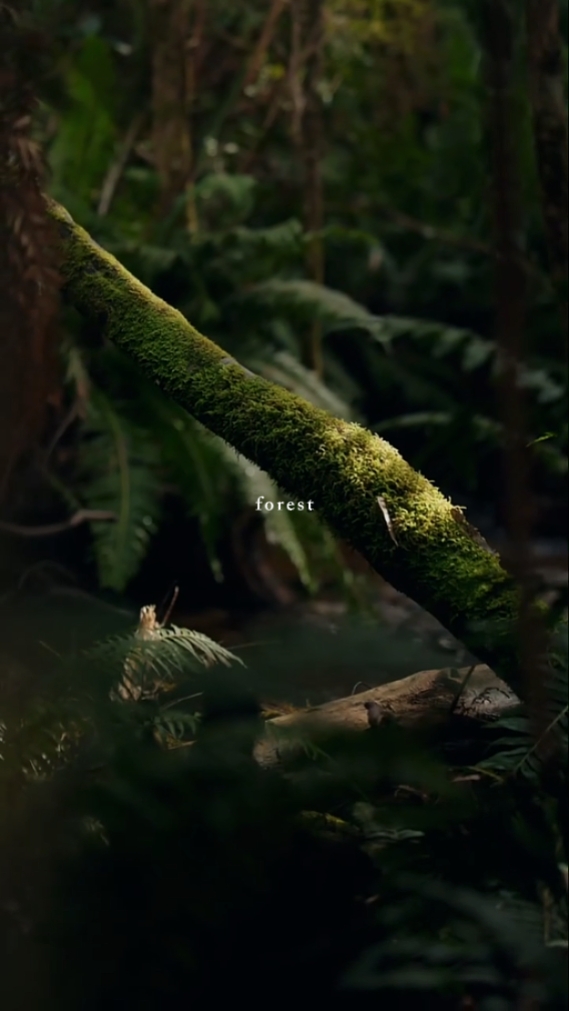 Floresta