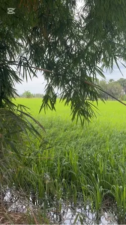 វណ្ណៈតូចទាប❤️‍🩹