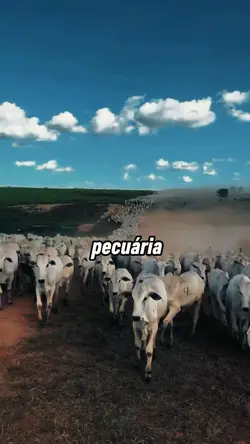 P de pecuária 