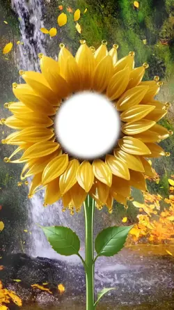 Girasol