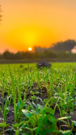 Village life scenery
