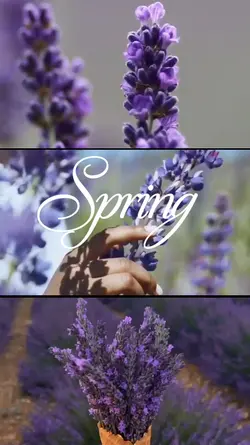 spring