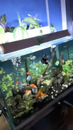 Relaxing Aquarium