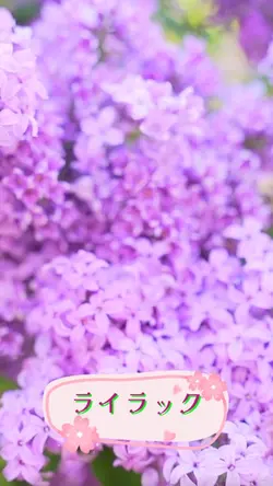 Mrs. GREENAPPLEライラック