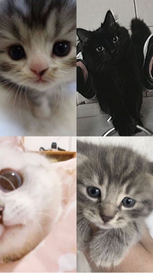collage 