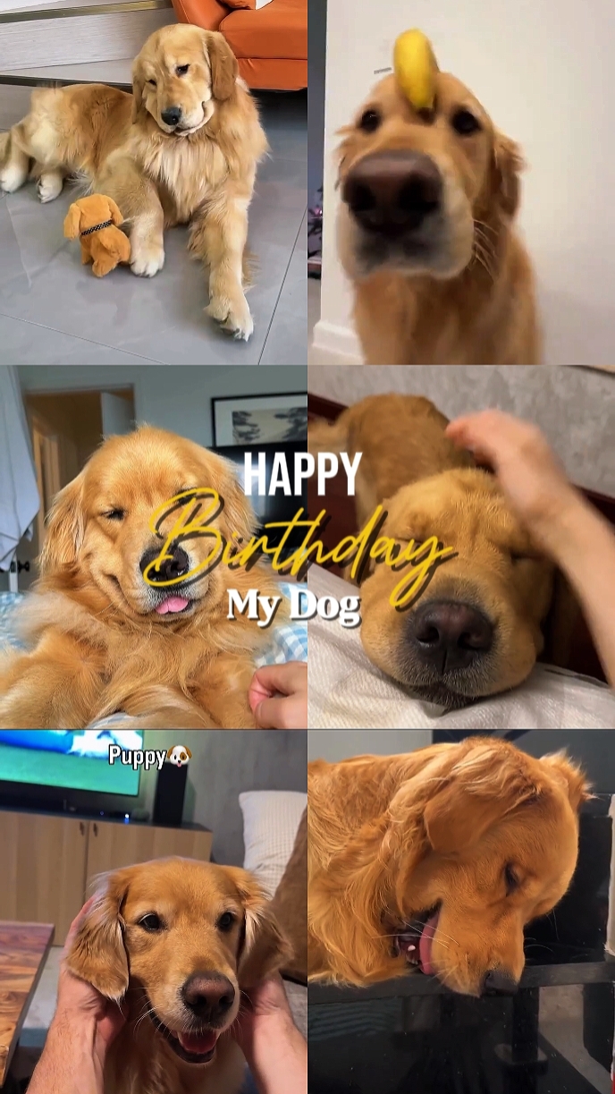 CUMPLEAÑOS MI PERRO