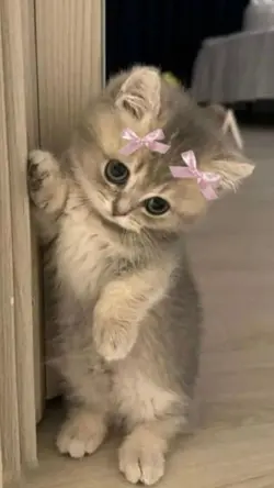 cute cat