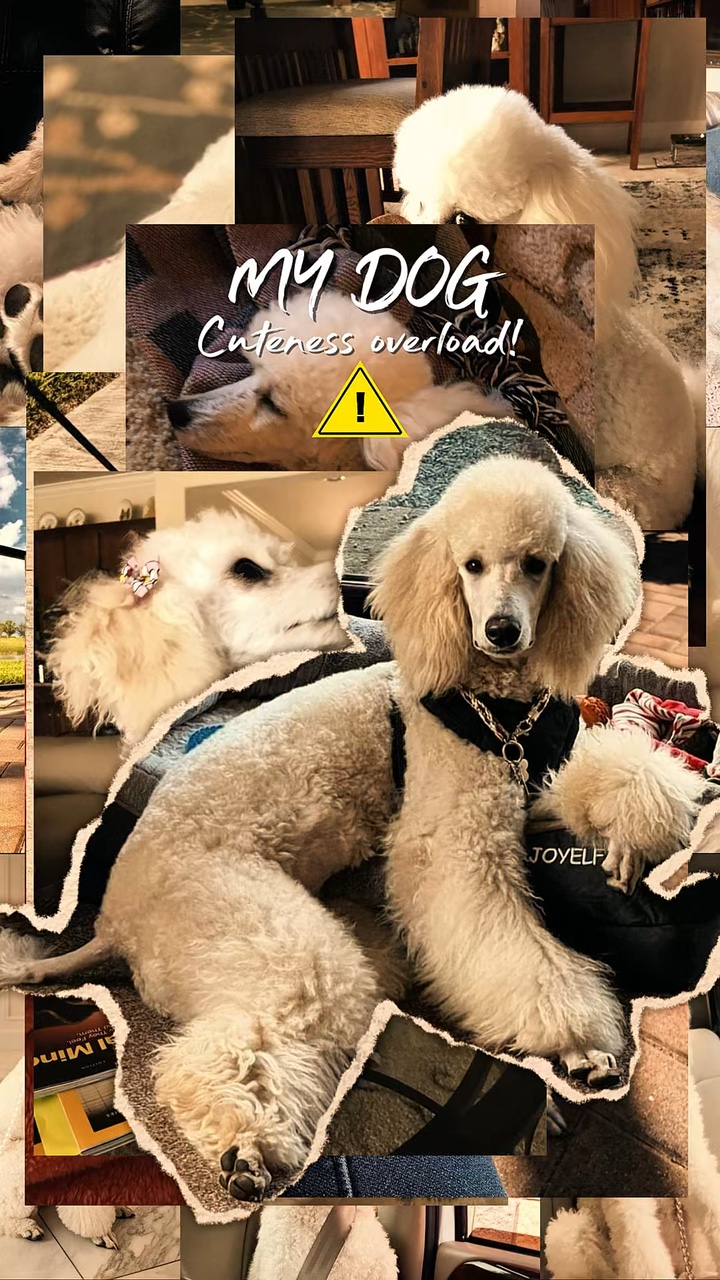 Lindo Perro