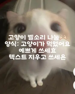 고양이 벨소리 나눔