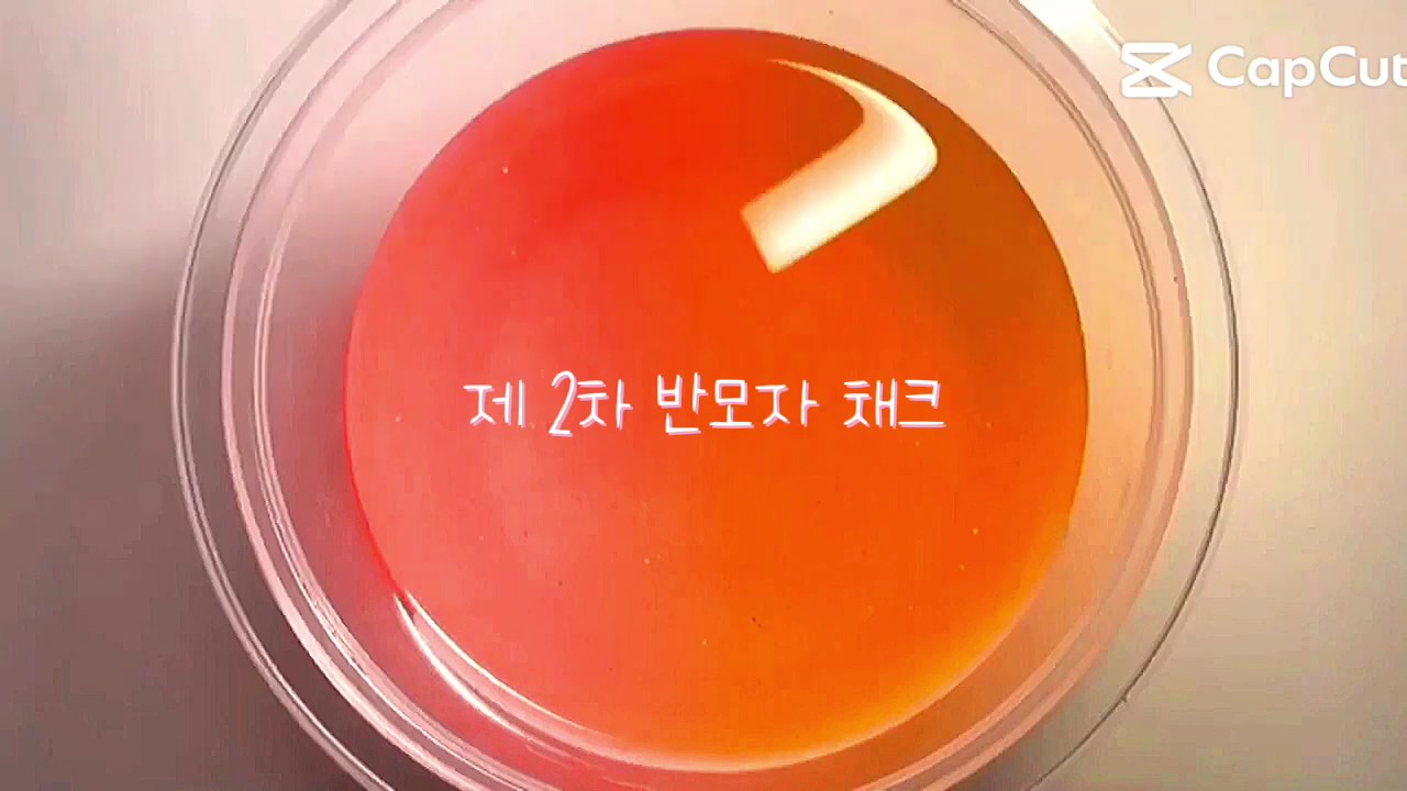 제 2차 반모자 체크