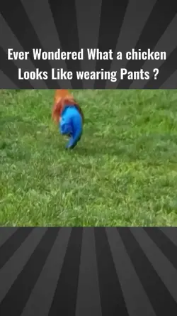 Chicken wearing pant