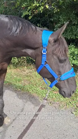 dsl mais pas avc moi