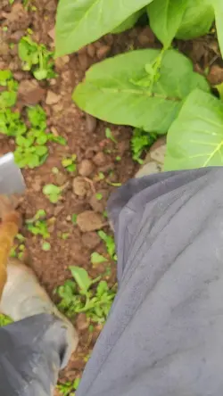 memes para trabalhar