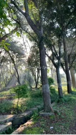 jalan pagi