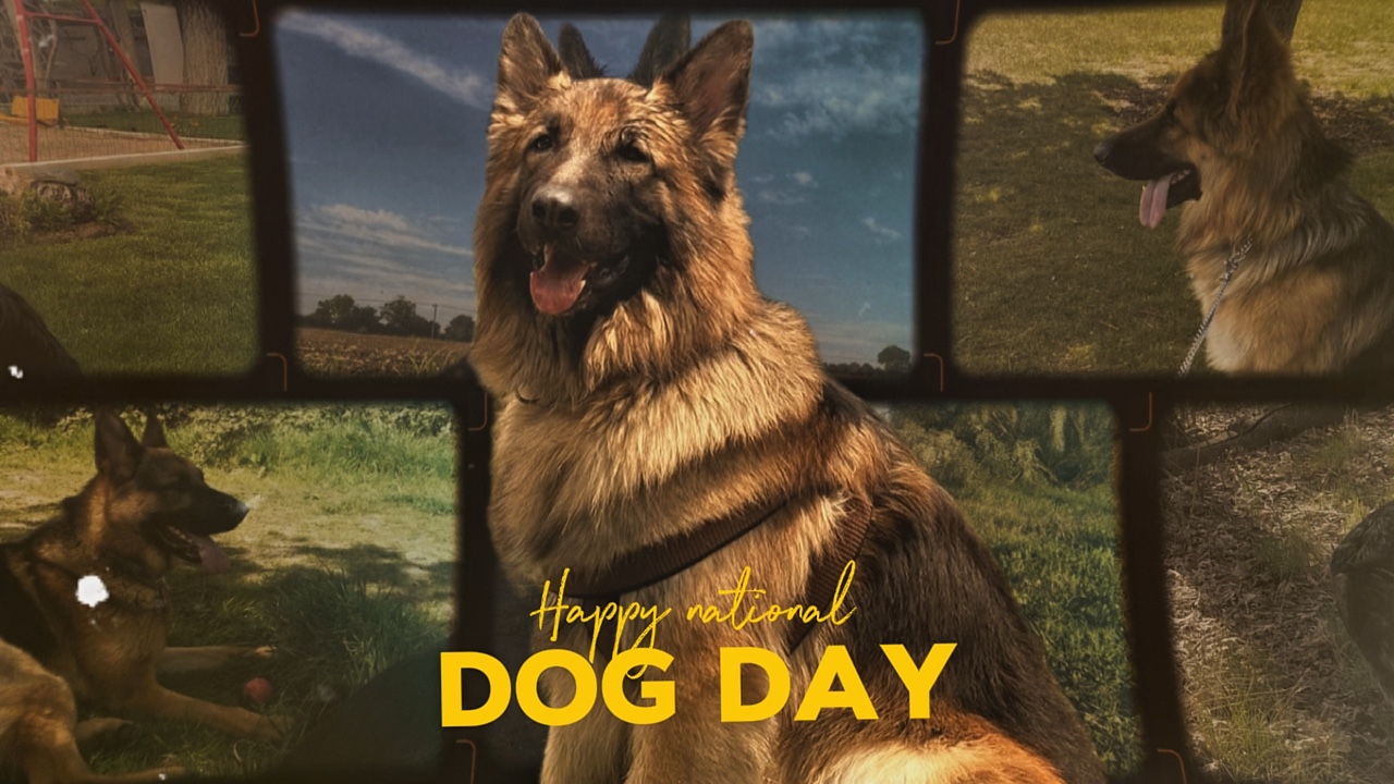 National dog day 