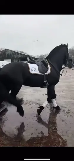 This horse 🤩 -L