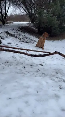 DOGGIE SLOWMO😼‼️