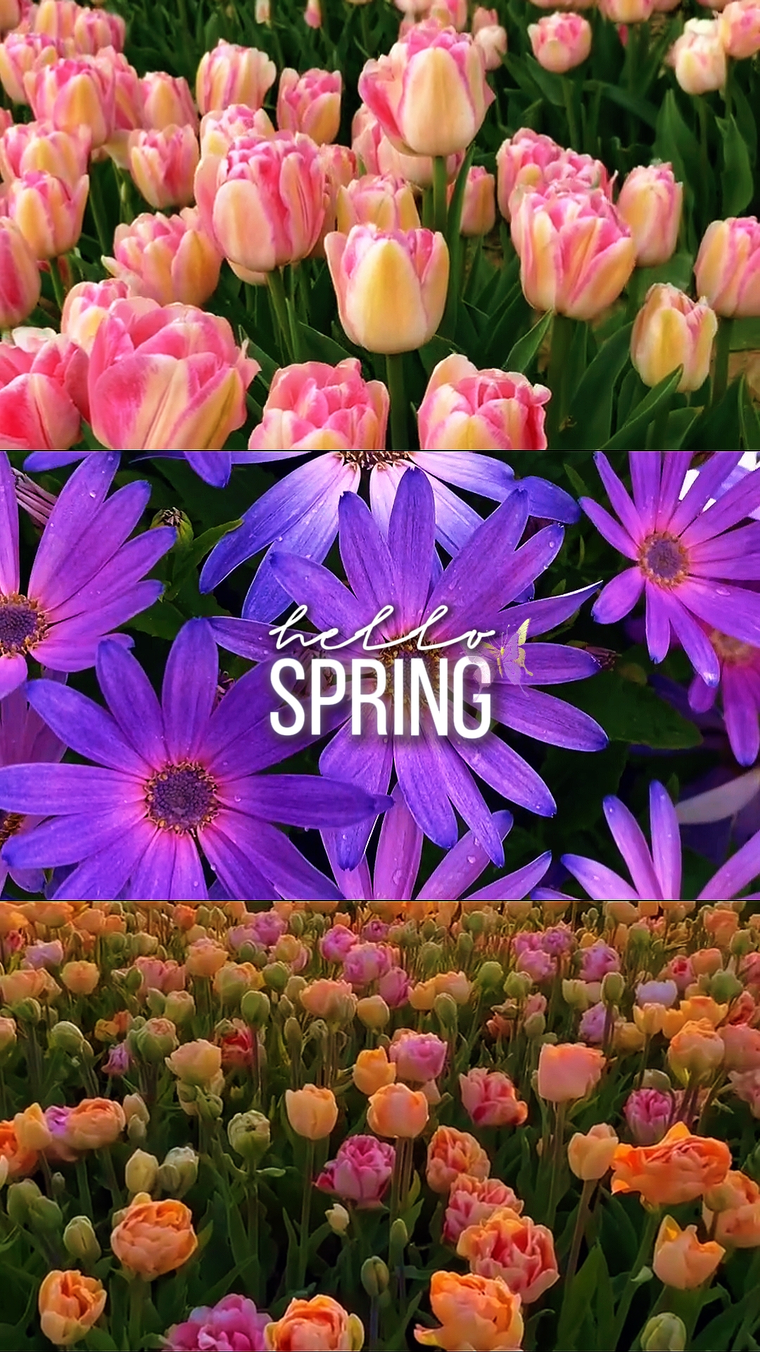 Hola primavera