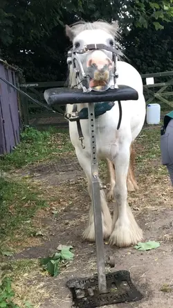 Pink fluffy unicorns