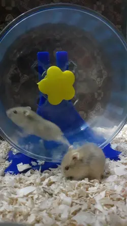 Hamster lucu