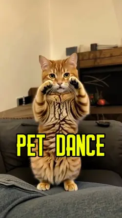 Pet dance