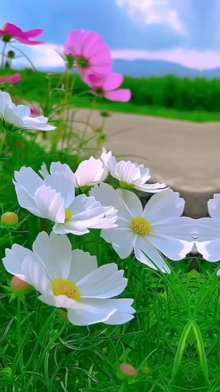 Flores