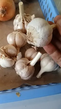 bawang putih