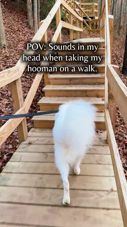 Dog Walk - Funny