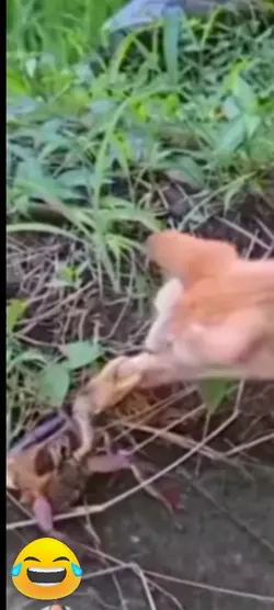 เสียงไม่มีลิขสิทธิ์