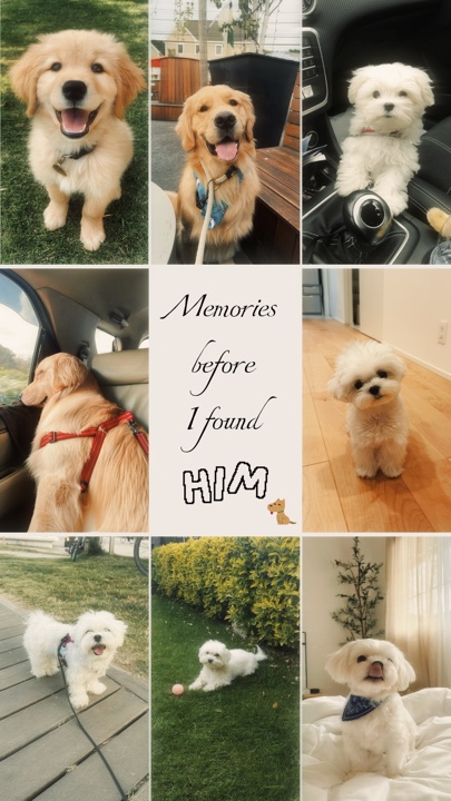 Erinnerungen an Hunde