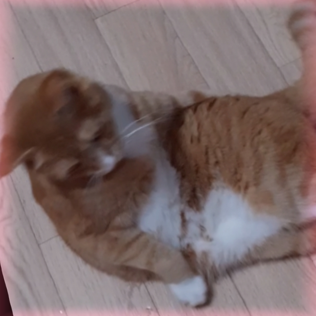 치피치피 차파차파