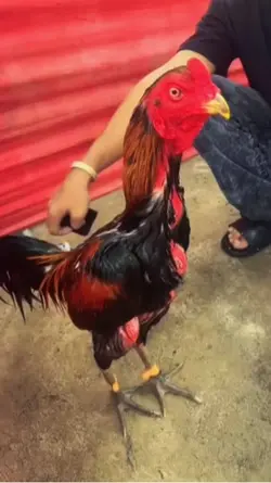 Ayam HD