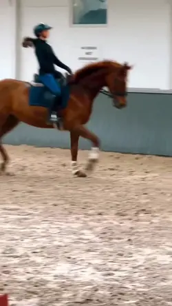 horse slowmo