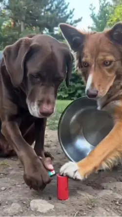Funny video 