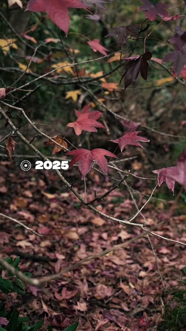 2025 Vs 2026