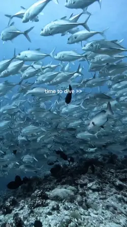 time to dive