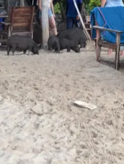 Pig Island 