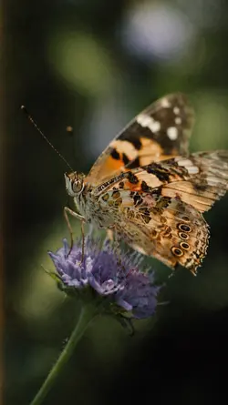 farfalla 