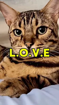 L.O.V.E lyrics ❤️😻🏆