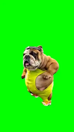 Dog workout 