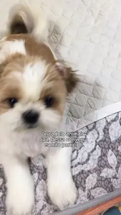 cachorrinhos fofos 