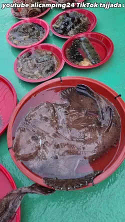 유튜버 알리캠핑 찍지마라