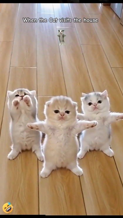 텍스트 편집. 재미있는 고양이