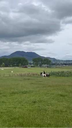 Paddock gallops
