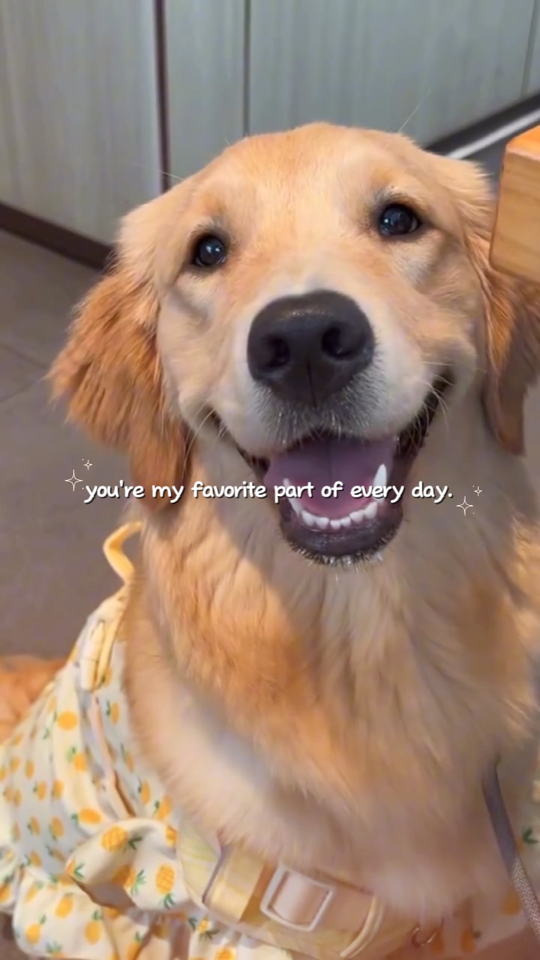 chien : mon préféré