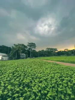 স্লো মোশন 