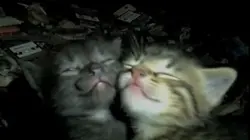 Cute Cat